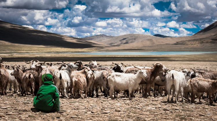 Nomadic families from the Changtang - Ladakh region