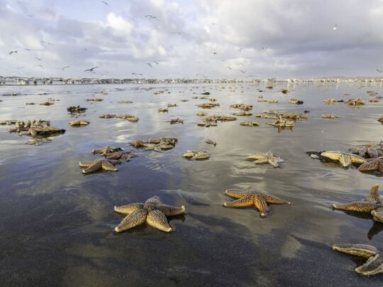 ProTibet Adoption – Tibet lives in exile