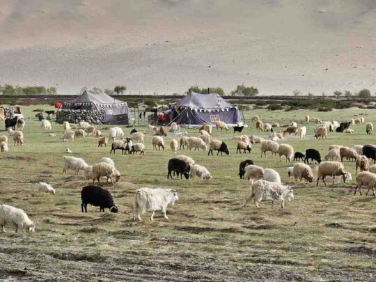 Goat ProTibet – Impacts in 2024!