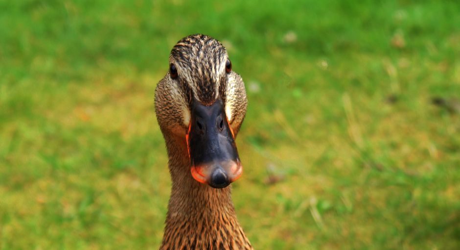 Tibetská polévka pro duši