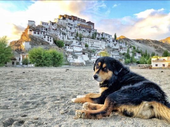 Dog shelter in Ladakh